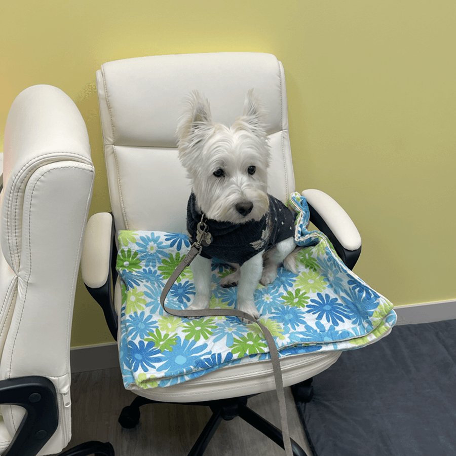 Jack, the Solis support dog